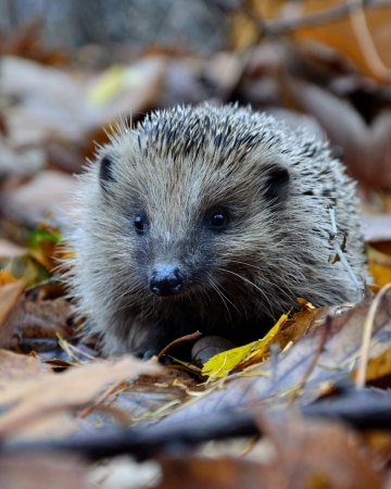 Egel