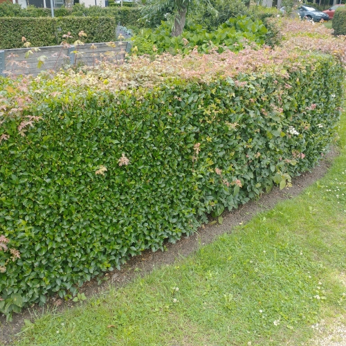 Vogelhaag