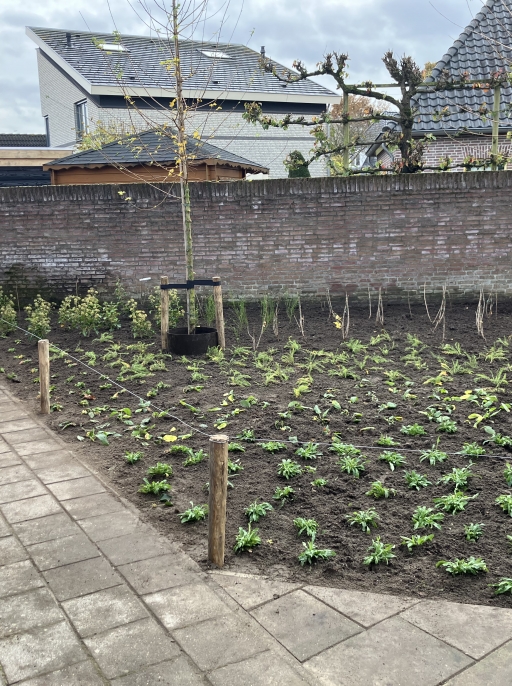 aanplant thuisvester 2