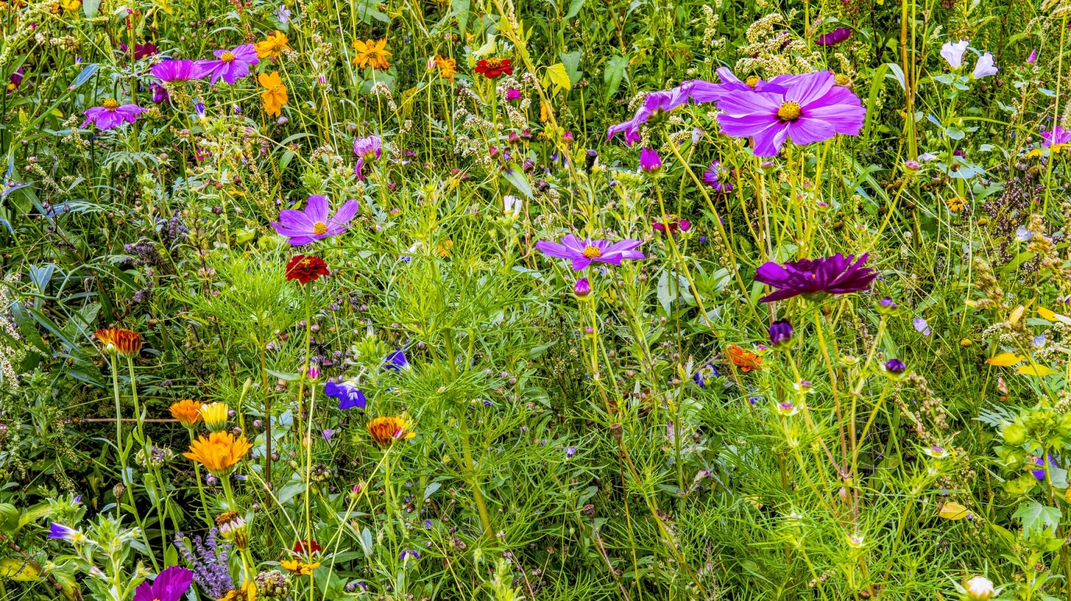 bloemenmengsel