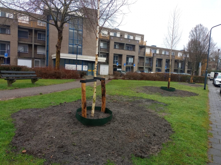 natuur_in_de_wijk_oosterhout_plant_boom